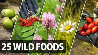 25 Edible Plants Berries and Trees for Wilderness Survival [upl. by Adnahcir]