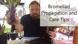 Bromeliad Propagation and Care [upl. by Onitsirc]