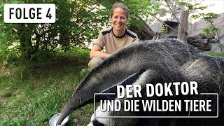 Ameisenbär Falin und die Freundschaft  Der Doktor und die wilden Tiere  46 [upl. by Arahs]