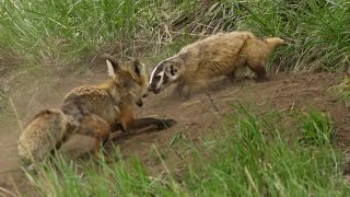 A fox and a badger fight in Yellowstone  the whole story [upl. by Halford733]