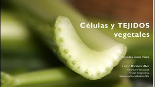 Células y Tejidos Vegetales [upl. by Tenej]