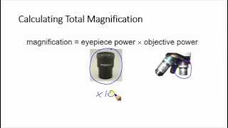 Calculating total magnification [upl. by Pampuch314]