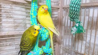 Help Lonely Budgies to Chirp Nature Parakeets Bird Sound 12 Hr [upl. by Darbee387]