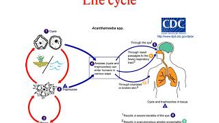 Pathogenic free living amoeba lecture [upl. by Heidi]