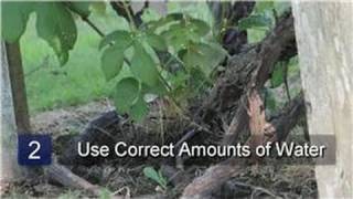 Watering Plants  How to Water Grape Vines [upl. by Enidlareg]