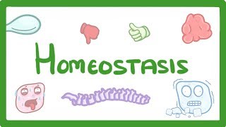 GCSE Biology  Homeostasis 54 [upl. by Sauer]