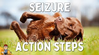 What to Do When Your Dog has a Seizure [upl. by Lasiaf172]