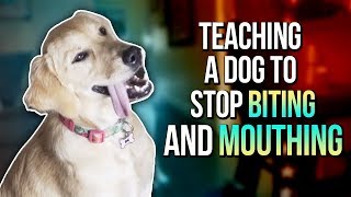 TEACHING A DOG TO STOP BITING AND MOUTHING [upl. by Aniluap]