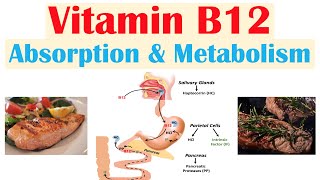 Vitamin B12 Absorption amp Metabolism  2 Enzymes That Require Vitamin B12 [upl. by Aznarepse]