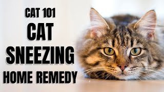 Cats 101  Cat Sneezing Home Remedy [upl. by Altman]