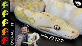 Super Dwarf Reticulated Python The Best Pet Snake [upl. by Enyrehtac]