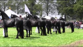 The KFPS Royal Friesian Horse [upl. by Neira]