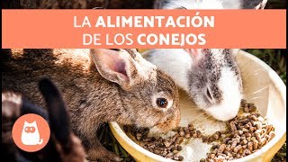 ¿QUÉ COME un CONEJO 🐰 ¡Alimentación de los Conejos [upl. by Pollak883]