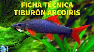 FICHA TÉCNICA TIBURÓN ARCOIRIS EPALZEORHYNCHOS FRENATUM [upl. by Asaret381]