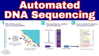 Automated DNA Sequencing  Ibad Biology [upl. by Nealey]