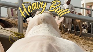 Eid Qurbani 2024 Ka Heavy Maal Multan Cow Mandi SSTvs [upl. by Ahcim]