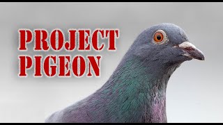 Skinners Project Pigeon [upl. by Ahsiya]