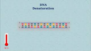 Sanger DNA Sequencing  Gel Electrophoresis Animation [upl. by Eberle]