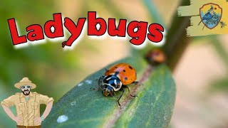 Amazing Ladybug Facts For Kids  Kids Nature Show [upl. by Grosvenor255]