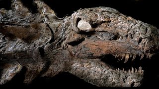 10 Most AMAZING Fossil Discoveries Ever Made [upl. by Esra286]