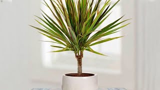 How to propagate DRACAENA MARGINATA from cuttings  DRAGON TREE care [upl. by Notak]