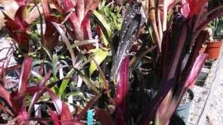 Billbergia bromeliads explained care maintenance suggestions [upl. by Paehpos]