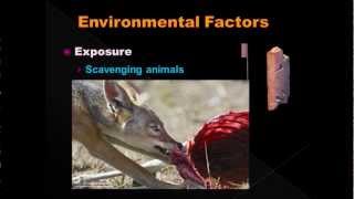 Estimating Post Mortem Interval part 6  Environmental Factors [upl. by Ahsiela]