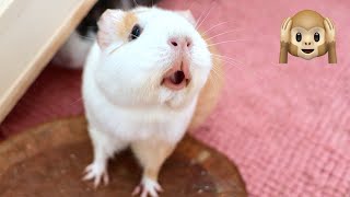 Guinea Pig MEGA Squeak and Noises Compilation [upl. by Lynch]