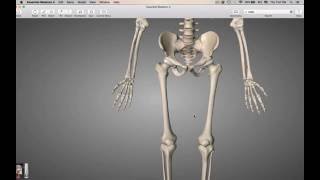 Tibia The Three Surfaces – Anatomy  Lecturio [upl. by Denni]