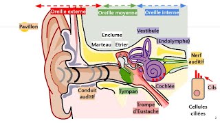 Anatomie de loreille 👂 [upl. by Quenna]