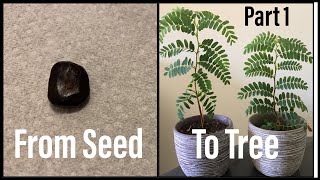 How To Grow a Tamarind Tree From Seed  THE EASY WAY  Part 1  Mountain Gardening [upl. by Seditsira671]