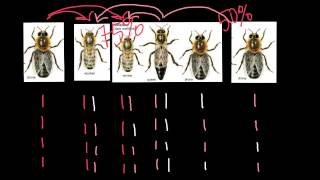 Haplodiploidy in honey bees explained [upl. by Clari]