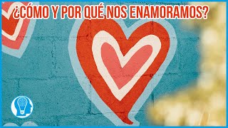 Neuropsicología del amor ¿Cómo y por qué nos enamoramos [upl. by Wenona]