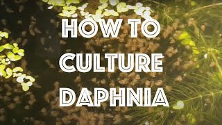 How To Culture Daphnia Magna [upl. by Ratha]