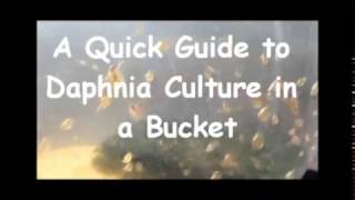 How to culture daphnia outside [upl. by Averil]