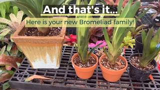 Dividing and Re potting Bromeliads [upl. by Eizus]