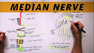 Median Nerve  Anatomy Tutorial [upl. by Tonie]