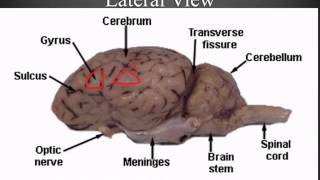 Sheep Brain Dissection Guide [upl. by Rorry108]