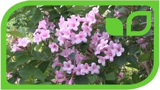 Weigelien  Weigela florida Bristol Ruby [upl. by Annail]