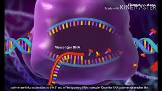 Transcription DNA to mRNA [upl. by Rani]