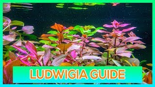 LUDWIGIA REPENS OVALIS SP RED  EASY STEM AQUARIUM PLANT GUIDE [upl. by Nipahc566]