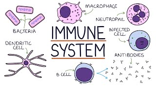 Understanding the Immune System in One Video [upl. by Ahsemit]