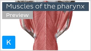 Muscles of the pharynx preview  Human Anatomy  Kenhub [upl. by Eylsel]