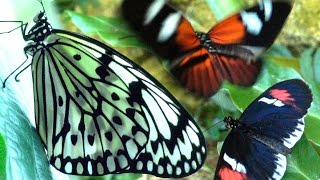 Butterflies Flying in Slow Motion HD  Houston Butterfly Museum [upl. by Oilerua794]