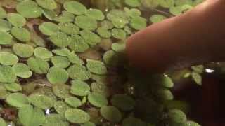 Aquarium Plant Overview Salvinia [upl. by Ihtraa459]