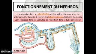 Cours 28  Le système urinaire [upl. by Stasny]