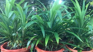 How to Grow pandanus Leaves at Home [upl. by Myrwyn]