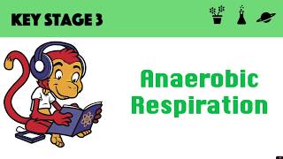 Anaerobic Respiration [upl. by Warfore]