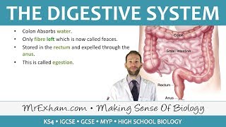 The Digestive System  GCSE Biology 91 [upl. by Norean]