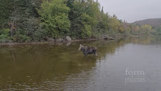 Northern Ontario Moose vs Wolf [upl. by Behlke133]